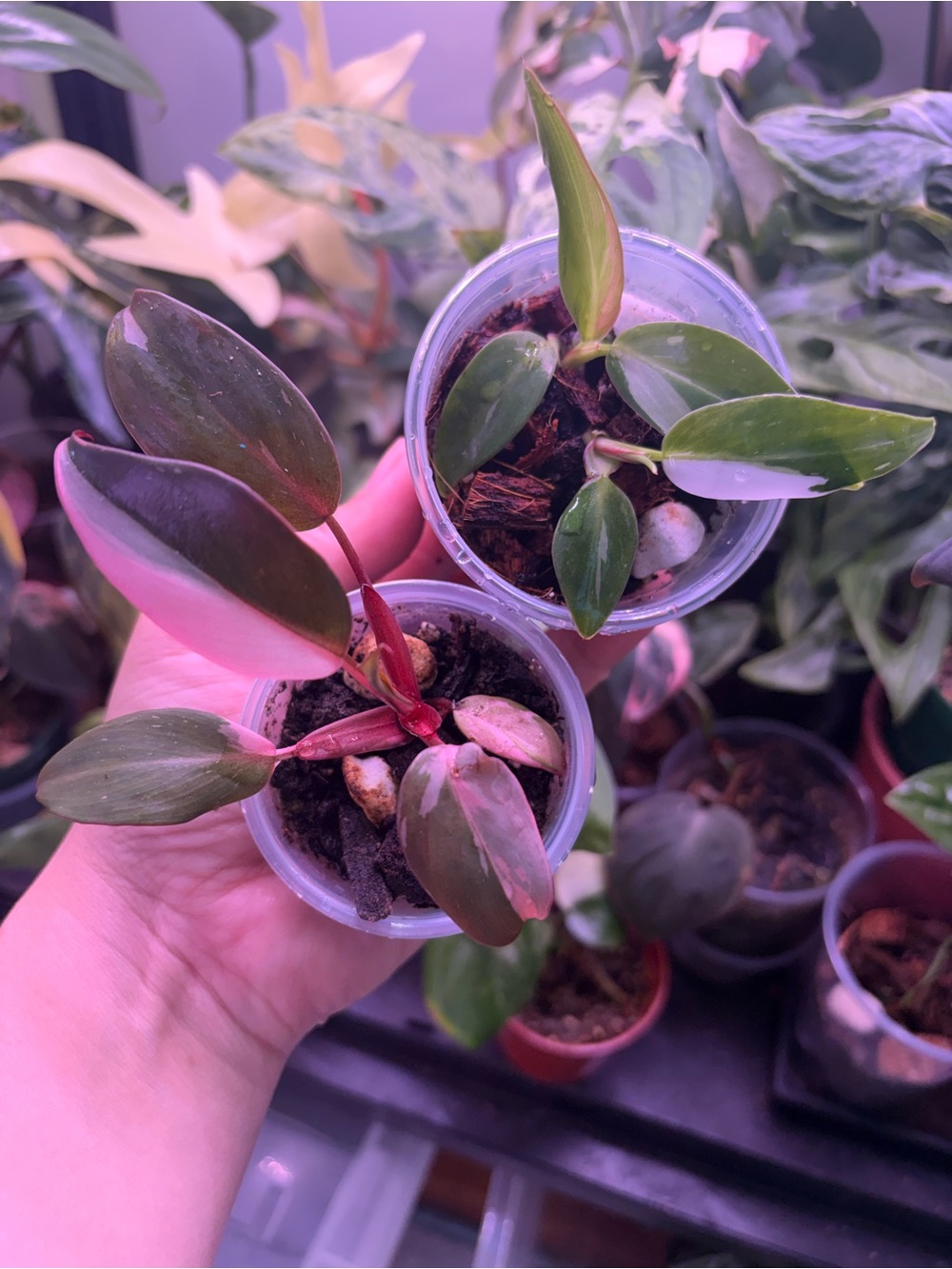 Pink princess & tri-color white princess philodendron bundle